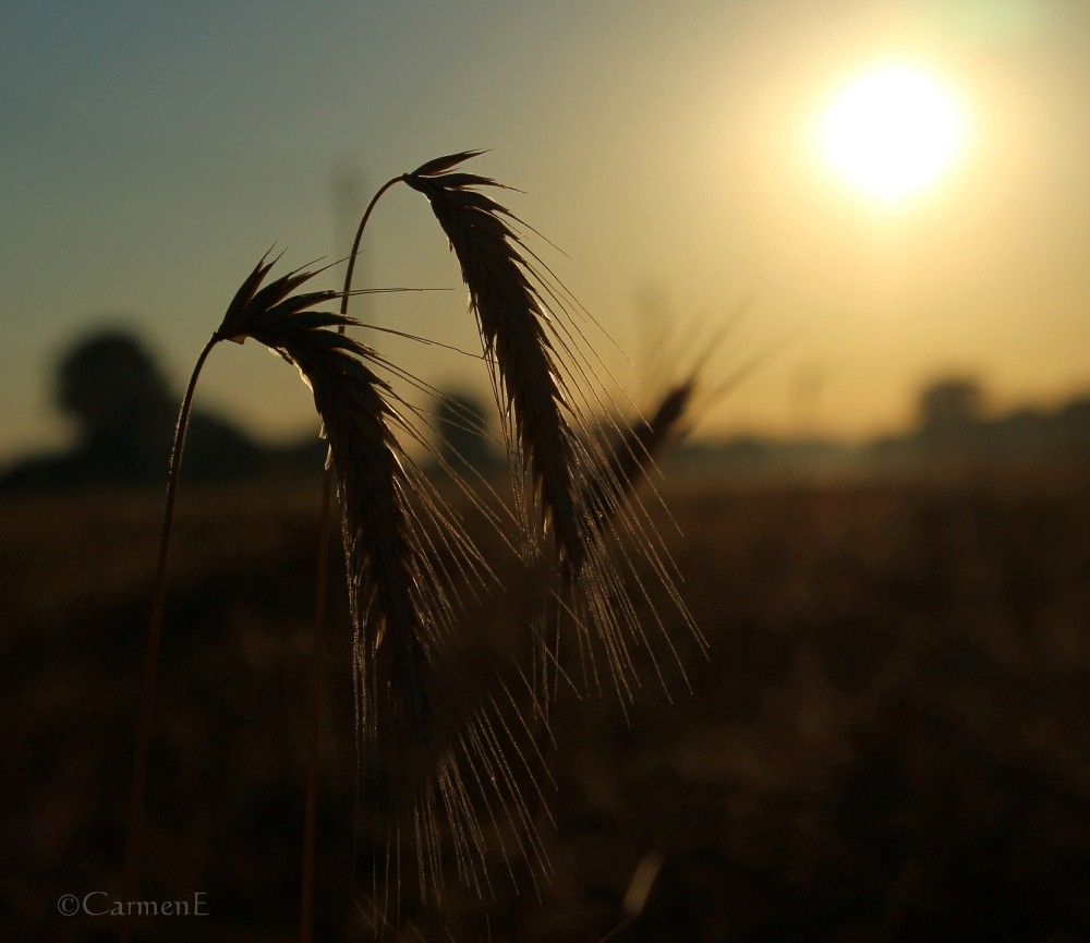 Morgenspaziergang