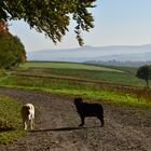 Morgenspaziergang 