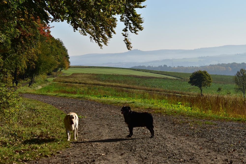 Morgenspaziergang 