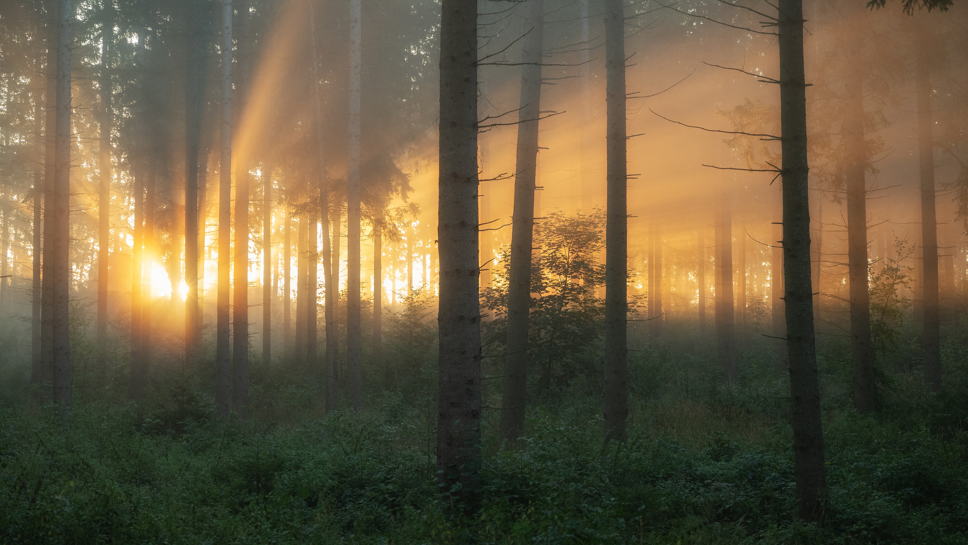 Morgenspaziergang