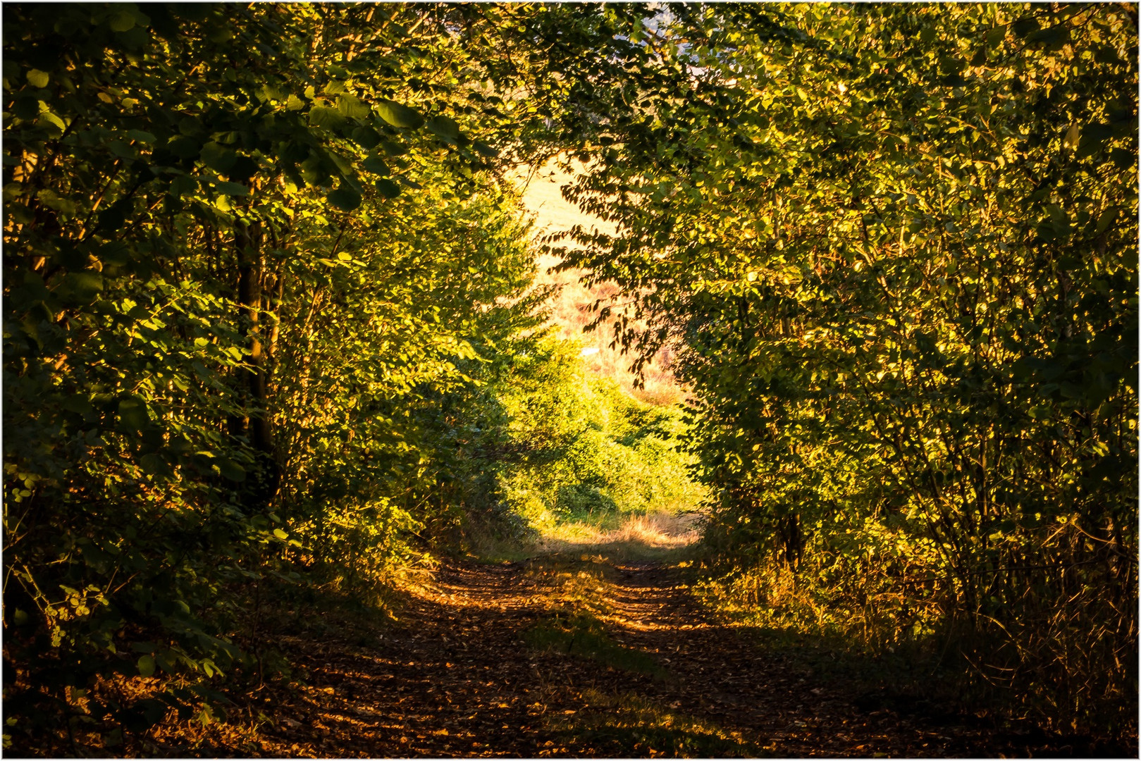 Morgenspaziergang