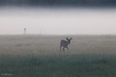 Morgenspaziergang