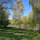 Morgenspaziergang am alten Neckar