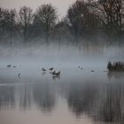 Morgenspaziergang an der Nette