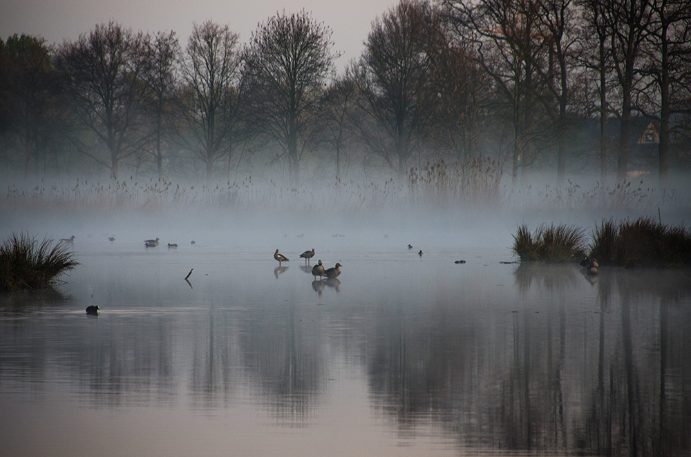 Morgenspaziergang an der Nette