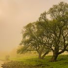 Morgenspaziergang an der Weser bei Rinteln