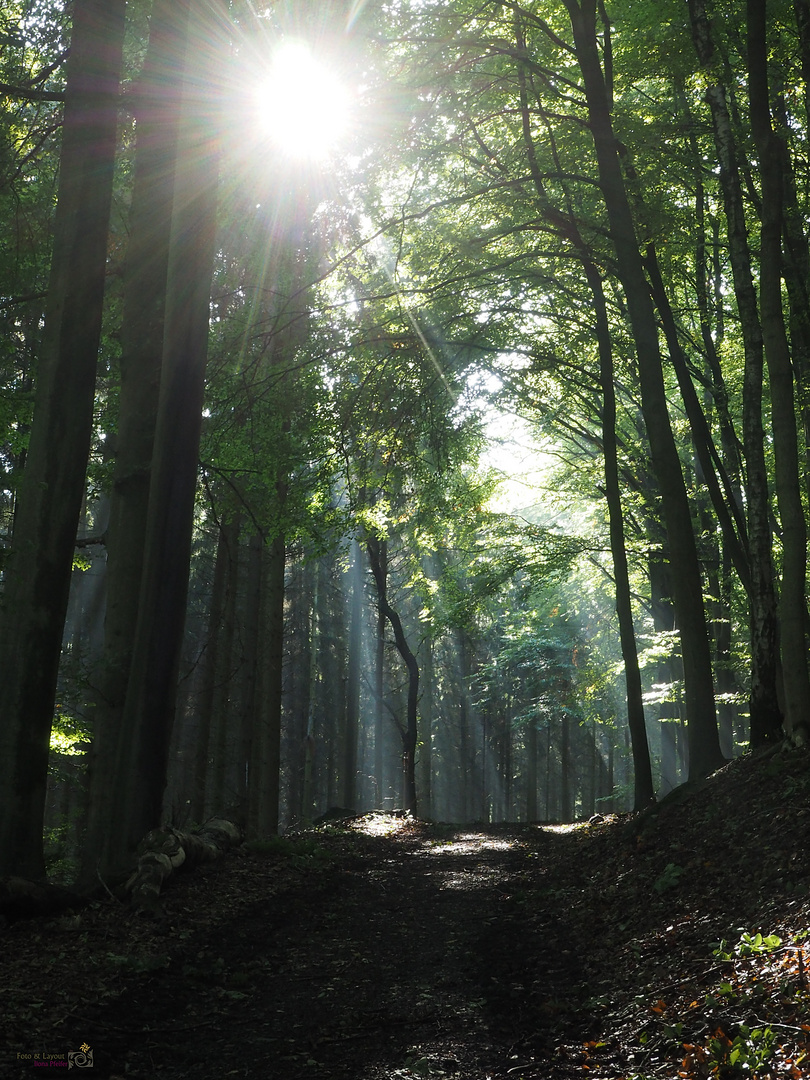 Morgenspaziergang