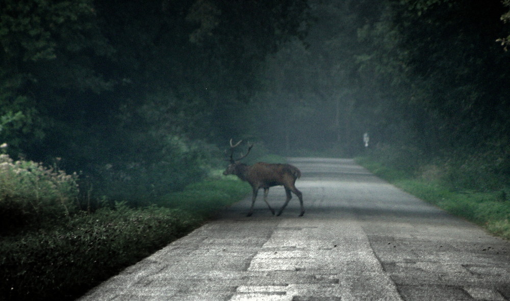 Morgenspaziergang...