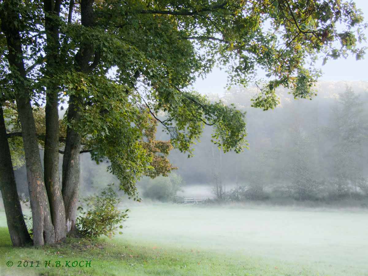 Morgenspaziergang bei Idstein