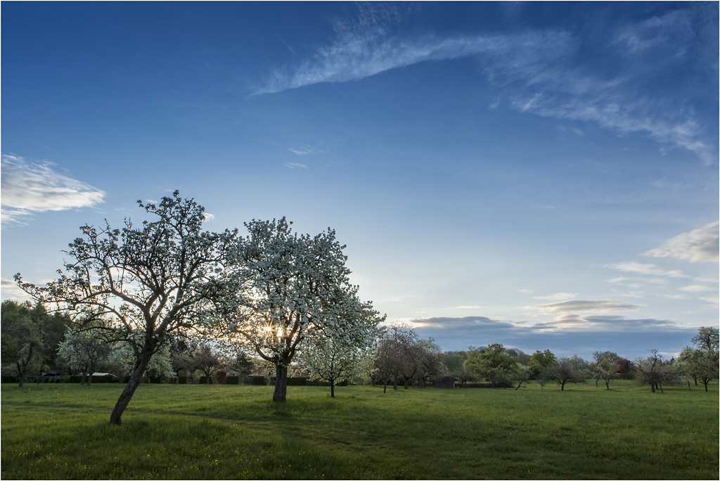 ~ morgenspaziergang ~