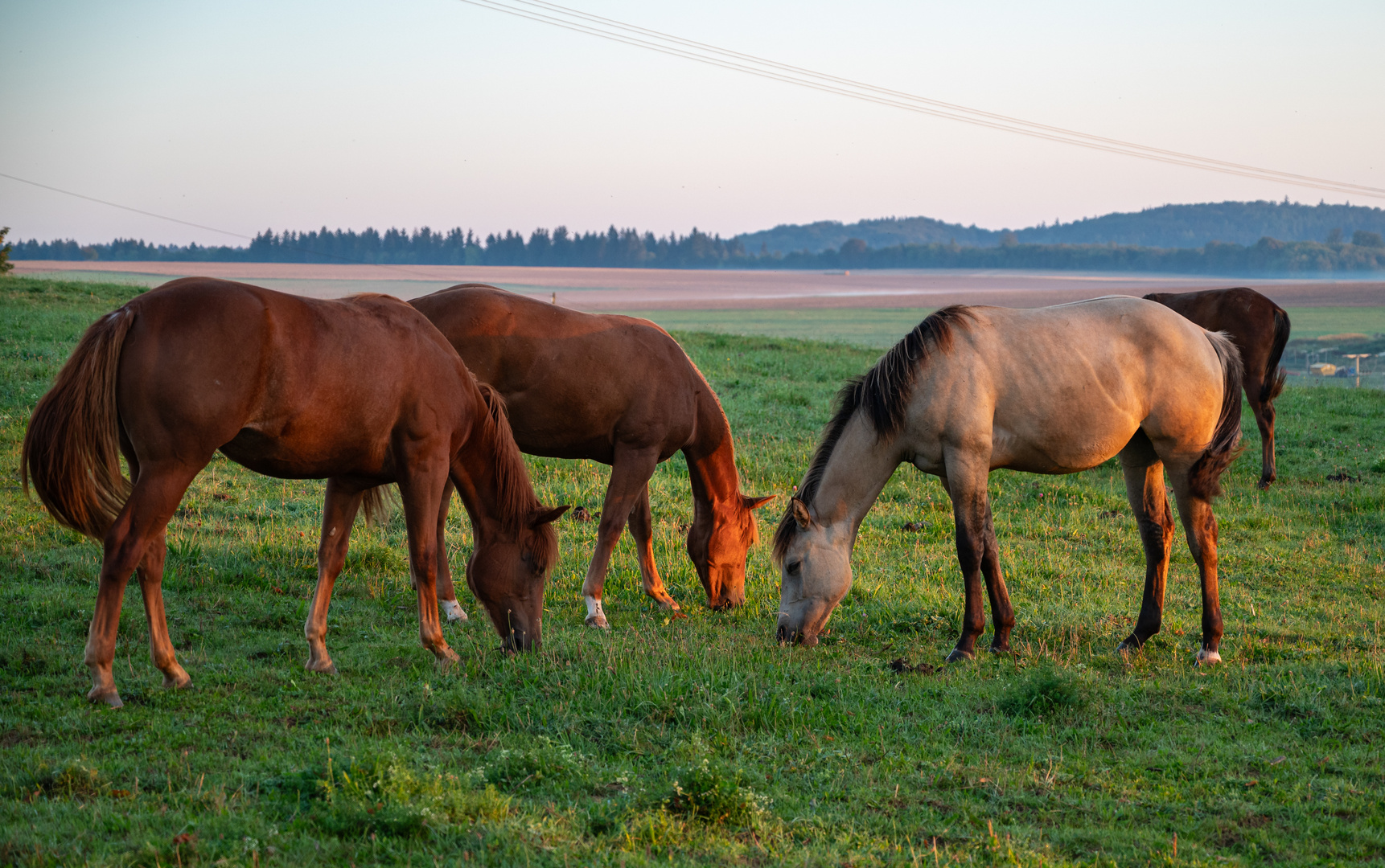 Morgenspaziergang