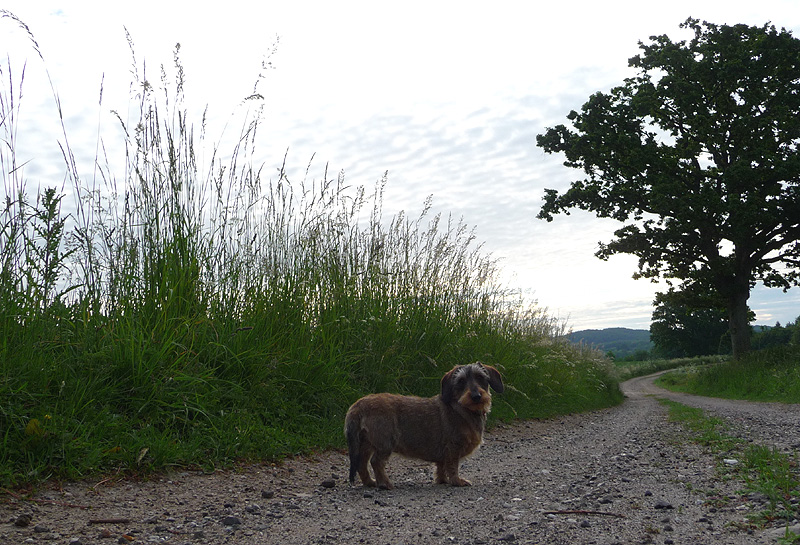 Morgenspaziergang