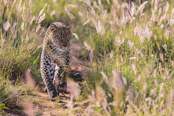 Morgenspaziergang eines jungen Männchens