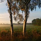 Morgenspaziergang im Bokeler Moor