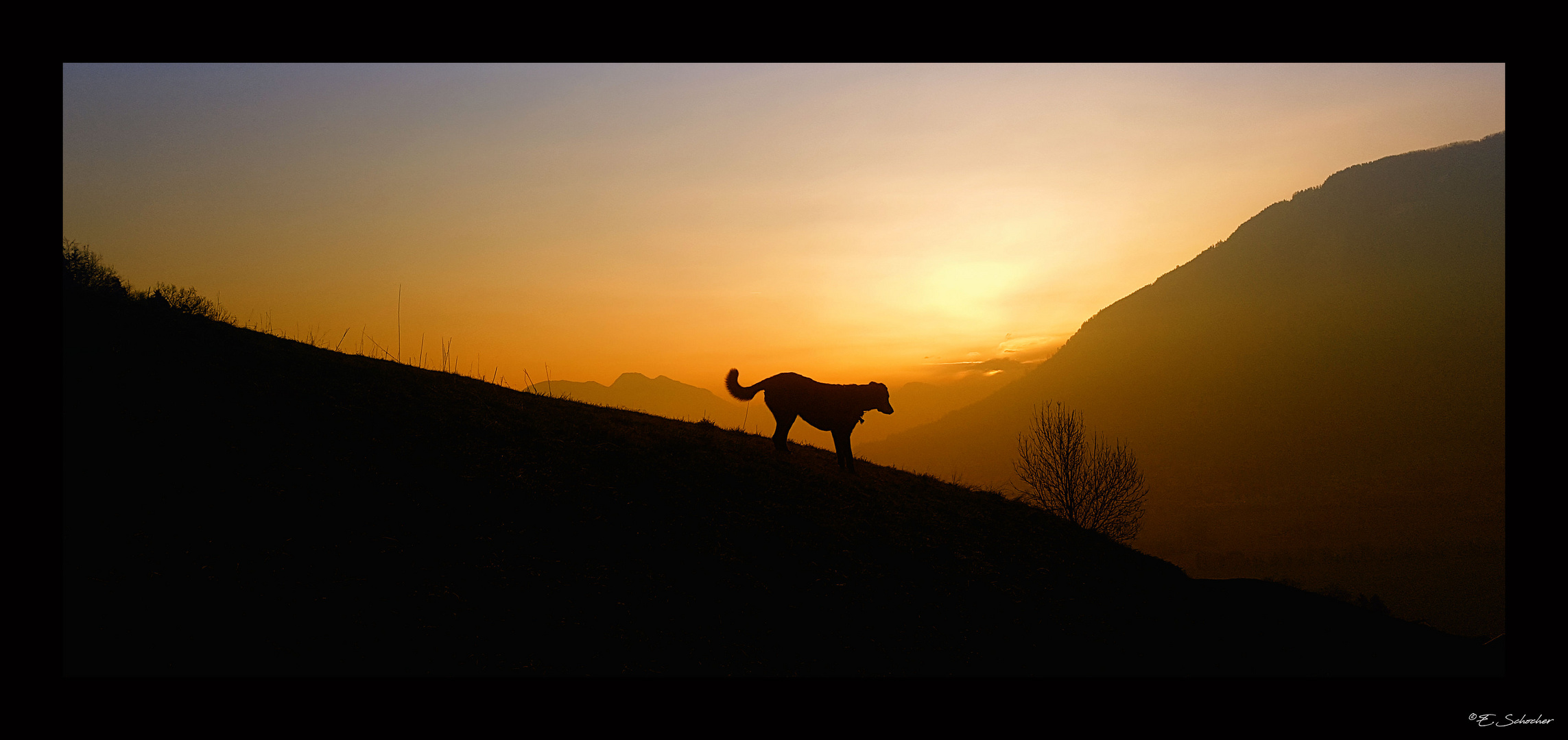 Morgenspaziergang... im herrlichen Gegenlicht