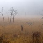 Morgenspaziergang im Moor