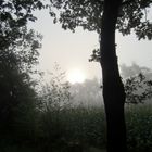 Morgenspaziergang im Nebel 3