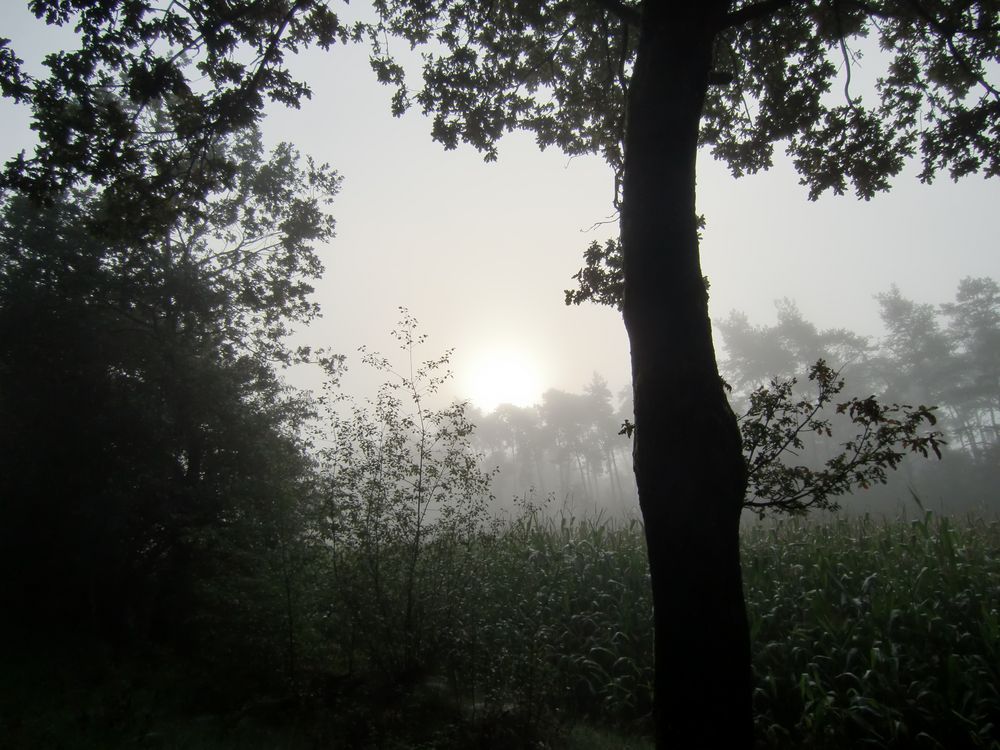 Morgenspaziergang im Nebel 3