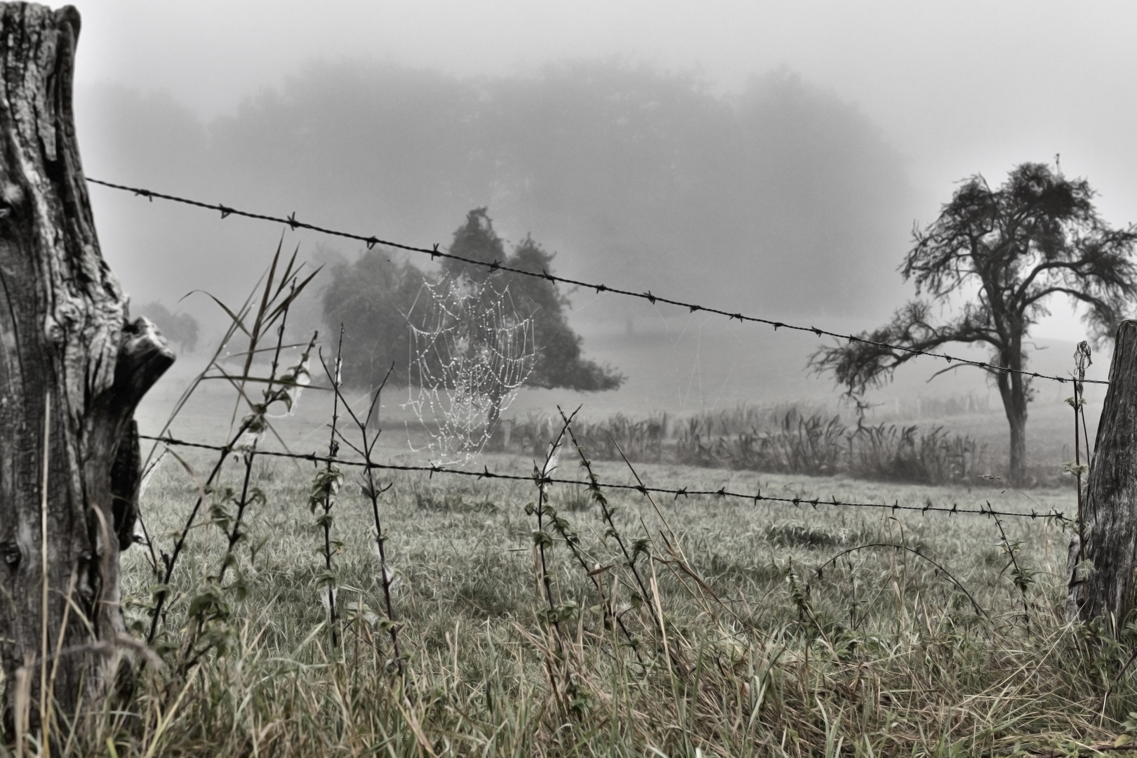 Morgenspaziergang im Nebel