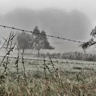 Morgenspaziergang im Nebel