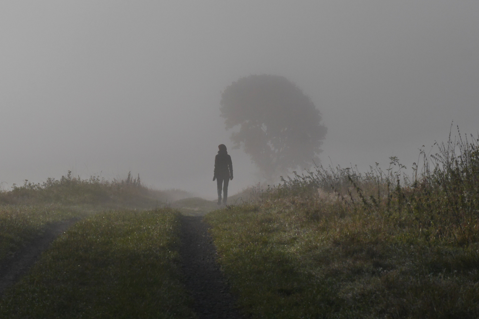 Morgenspaziergang im Nebel