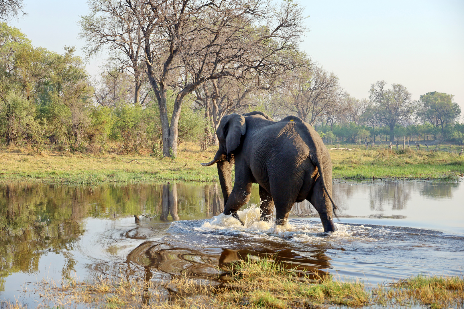 Morgenspaziergang im Okavangodelta