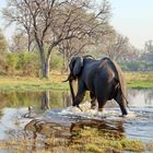 Morgenspaziergang im Okavangodelta