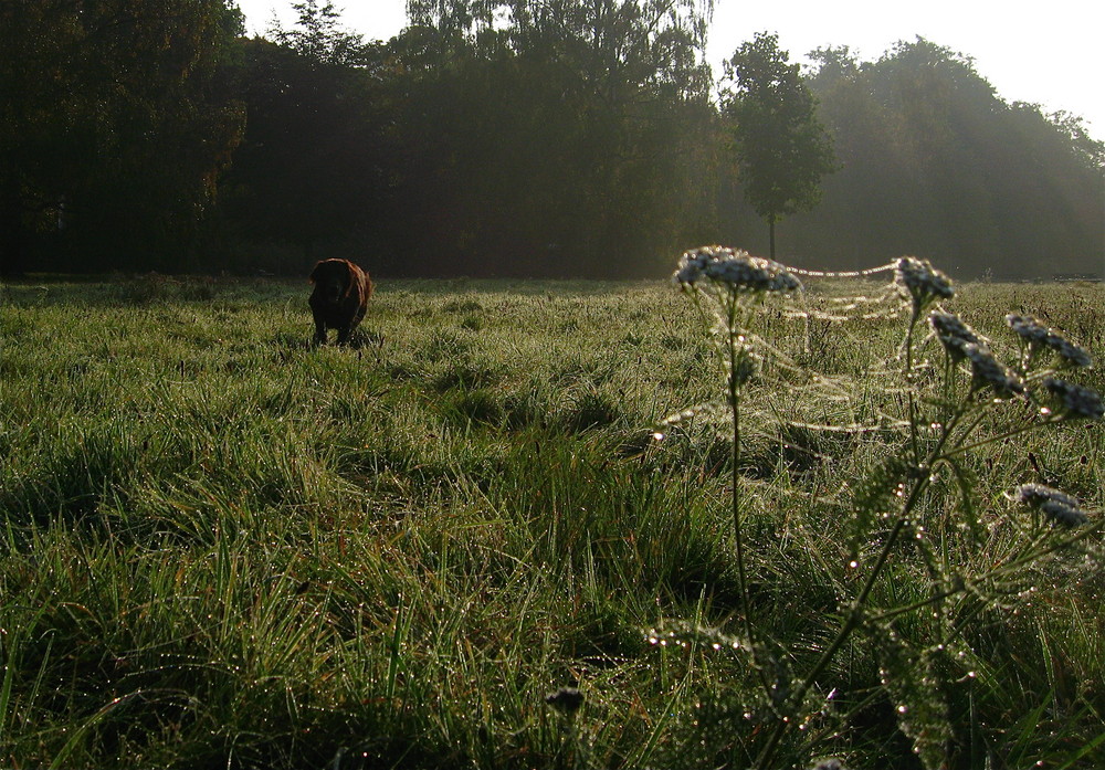 Morgenspaziergang im Park mit Joey