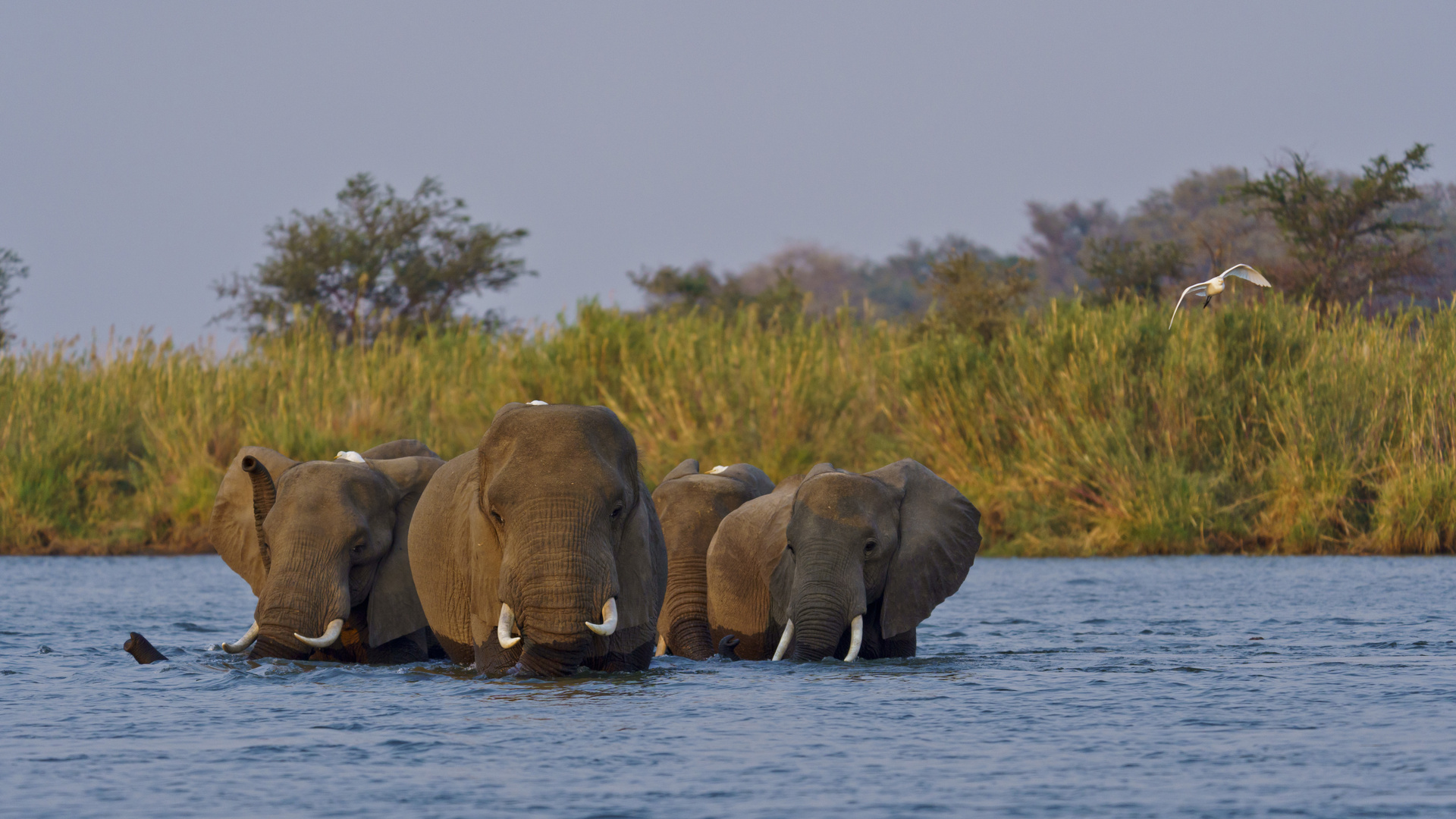 Morgenspaziergang im Sambesi, Lower Zambesi NP, 16.09.2019