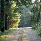 Morgenspaziergang im Sauerland