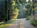 Morgenspaziergang im Sauerland von Jürgen Menzel