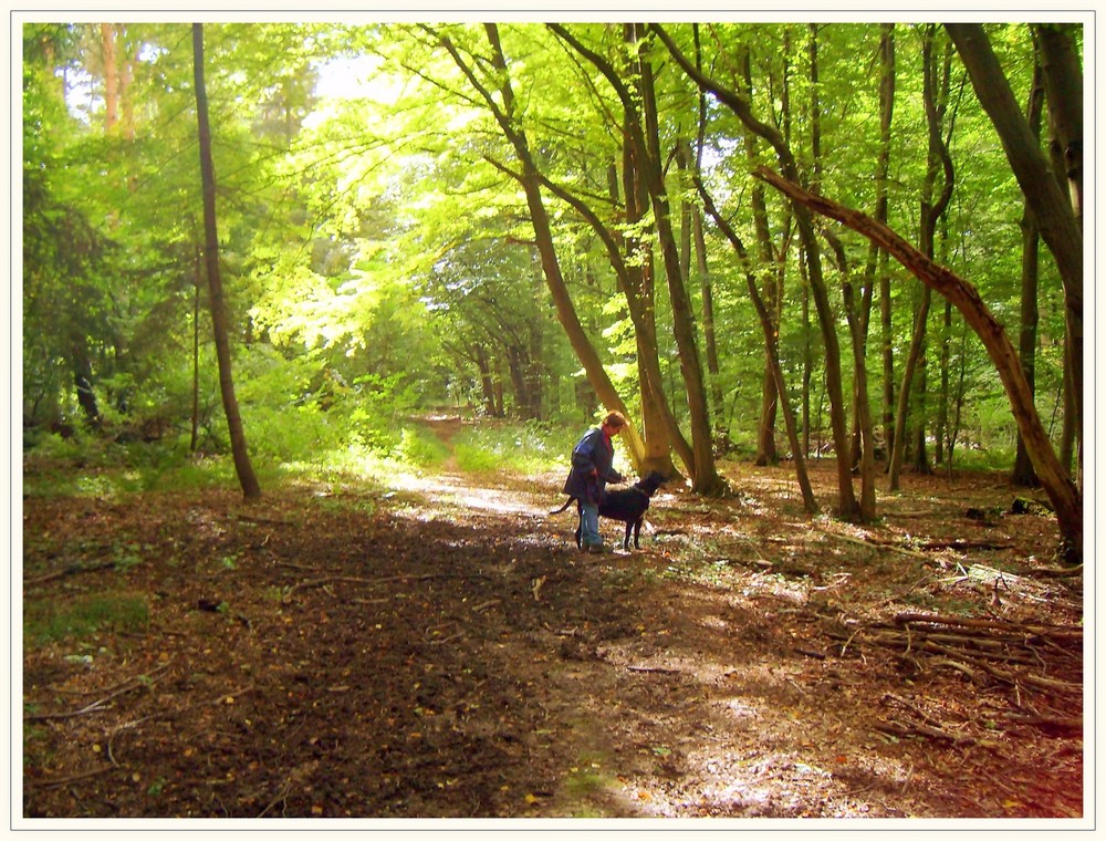 Morgenspaziergang im spätsommerlichen ( frühherbstlichen) Wald .