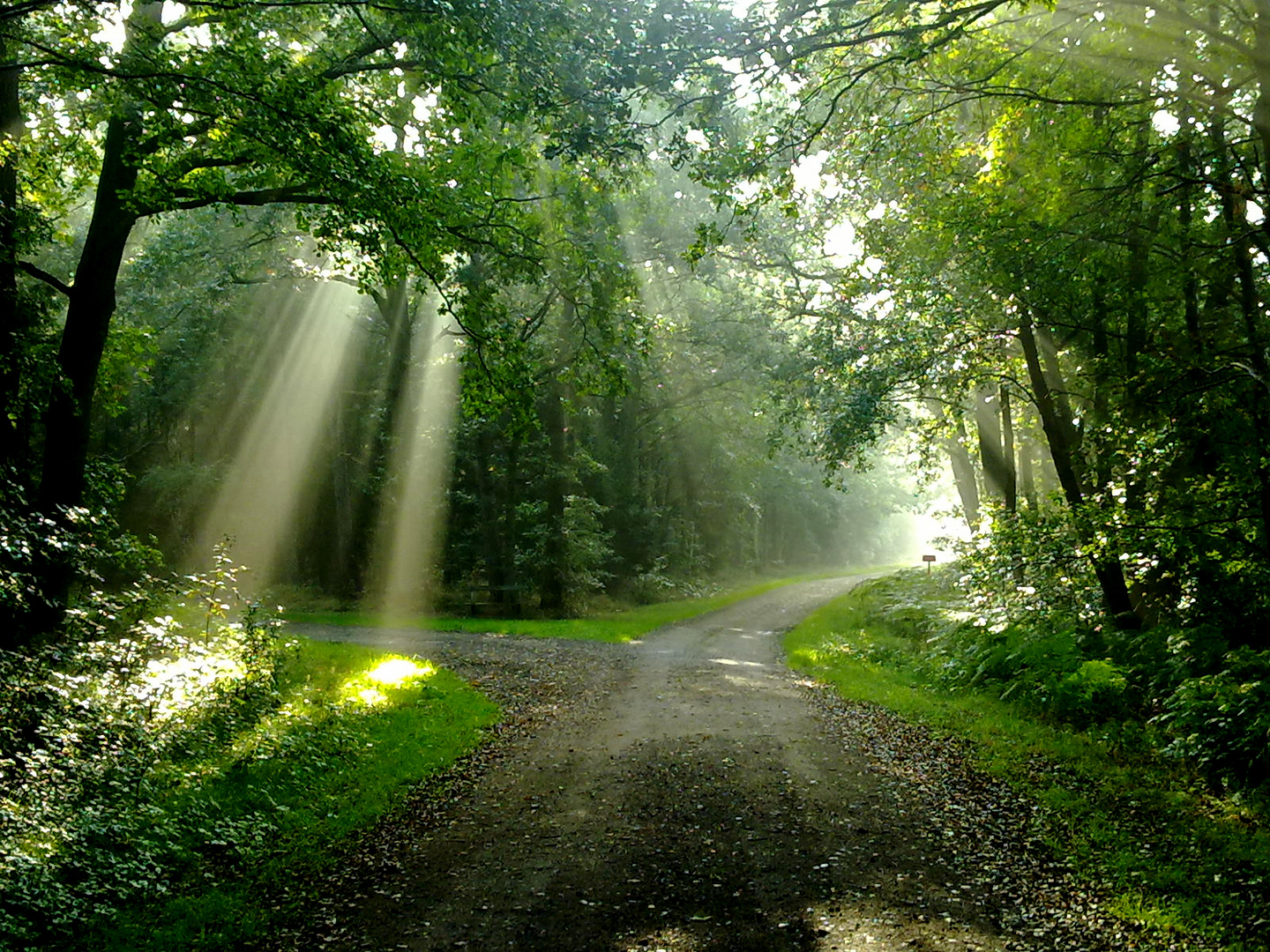 Morgenspaziergang im Wald