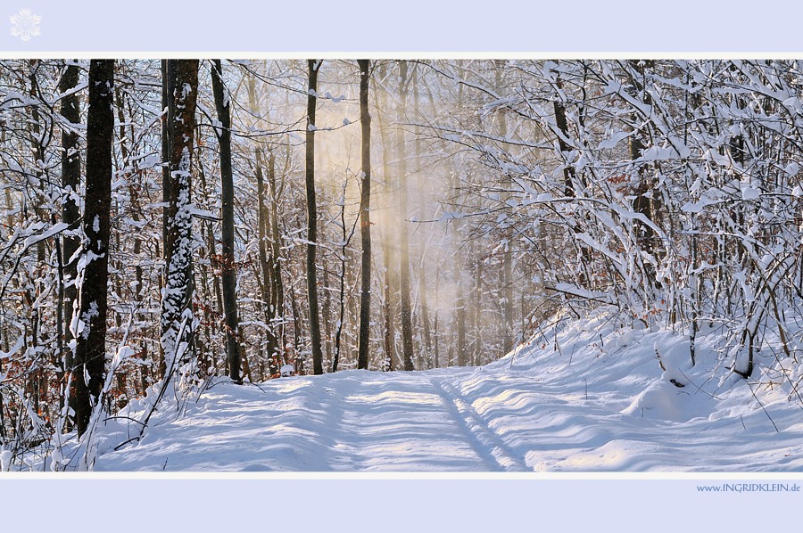 Morgenspaziergang im Wald