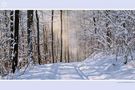 Morgenspaziergang im Wald von Emotiografie - Ingrid Klein