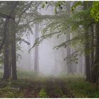 Morgenspaziergang im Wald - Osnabrücker Land - Zuhause