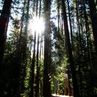 Morgenspaziergang im Yosemite