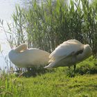 Morgenspaziergang in den südlichen Leineauen