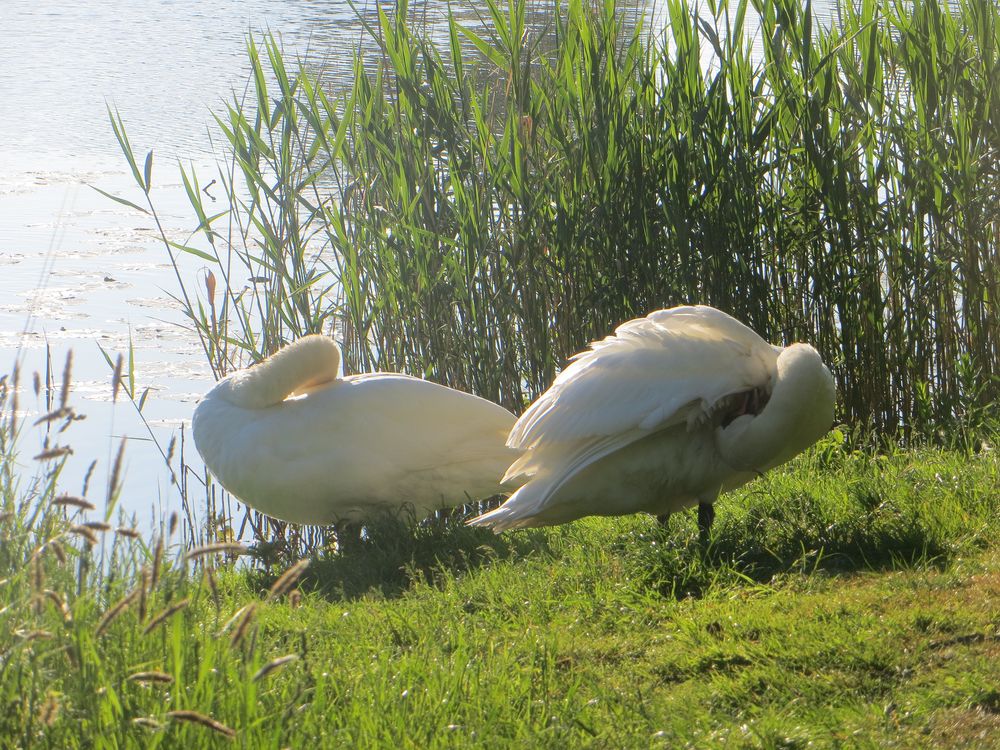 Morgenspaziergang in den südlichen Leineauen