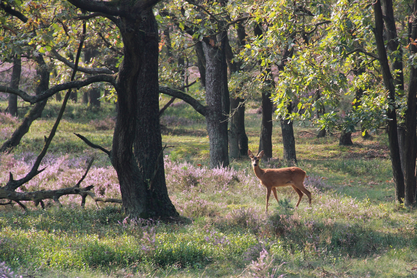 Morgenspaziergang in der Heide