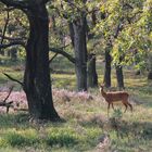 Morgenspaziergang in der Heide