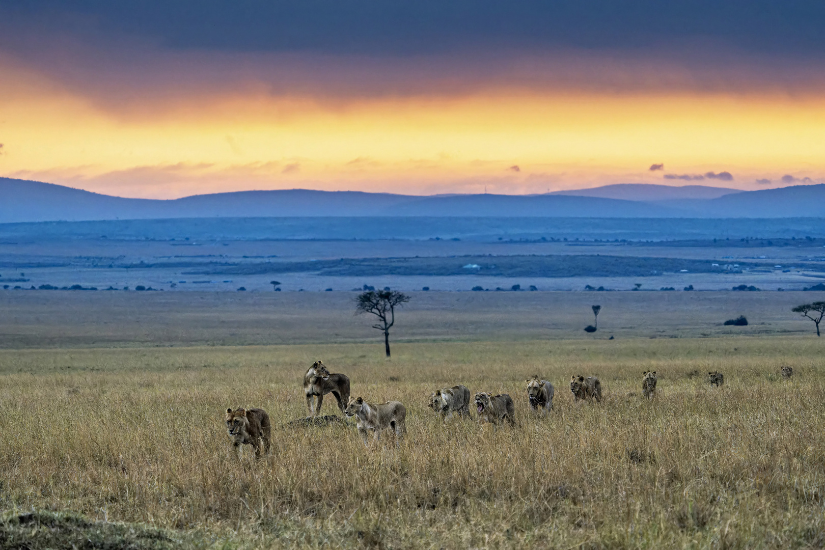 Morgenspaziergang in der Massai Mara - Morning Walk in the Maasai Mara