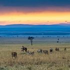Morgenspaziergang in der Massai Mara - Morning Walk in the Maasai Mara