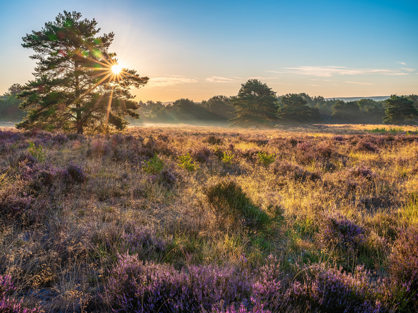 Morgenspaziergang in der Mehlinger Heide