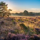 Morgenspaziergang in der Mehlinger Heide