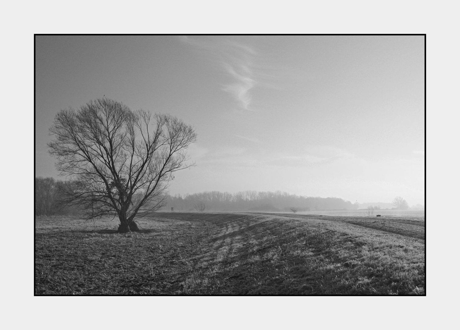 Morgenspaziergang in der Saaleaue bei Schkopau