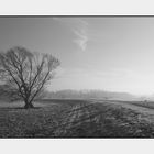 Morgenspaziergang in der Saaleaue bei Schkopau