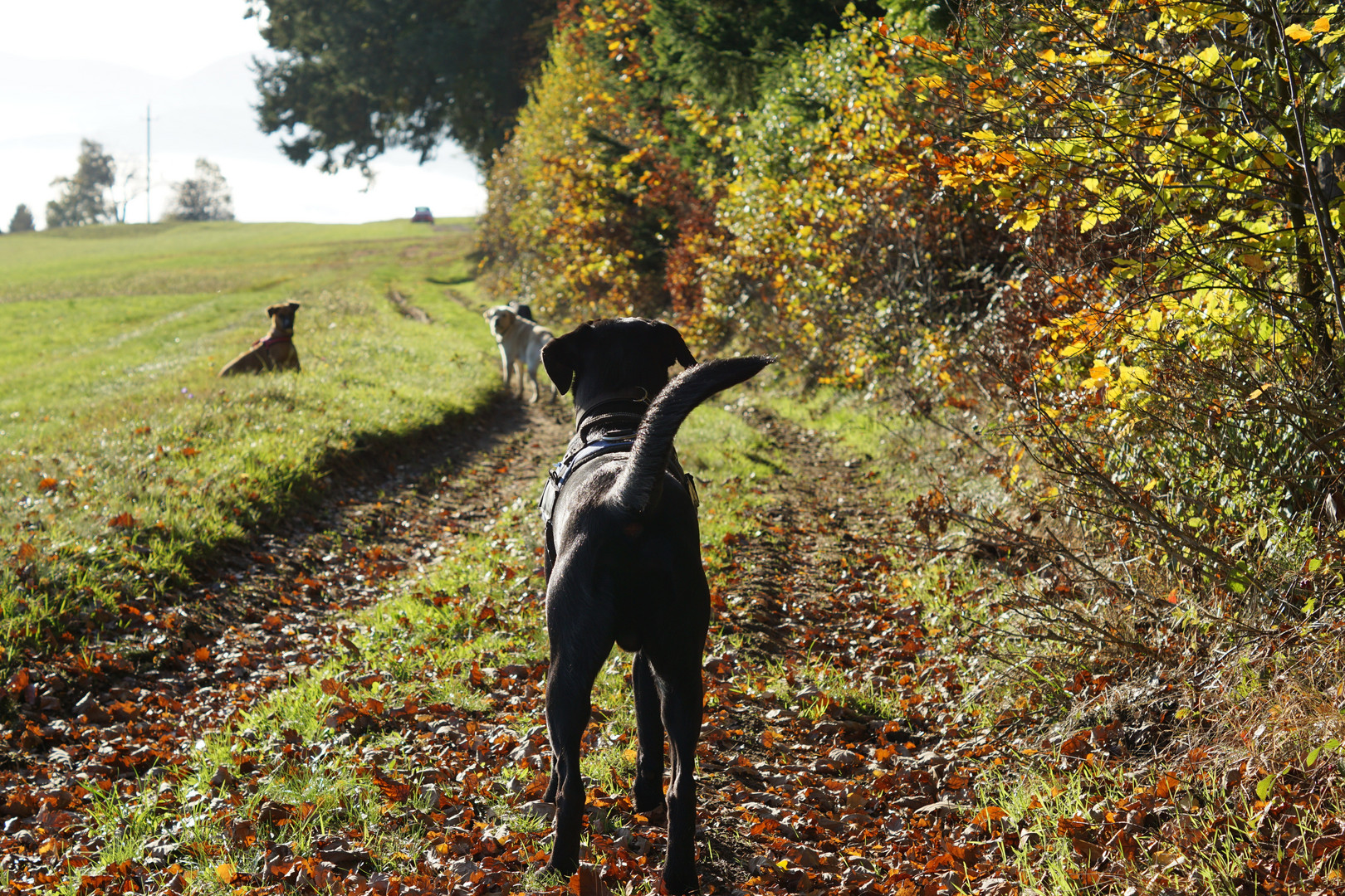 Morgenspaziergang mit Hunden