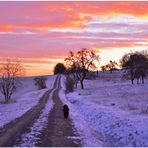 Morgenspaziergang mit Wicky-Emily (estoy dando un paseo con Wicky-Emily por la mañana)