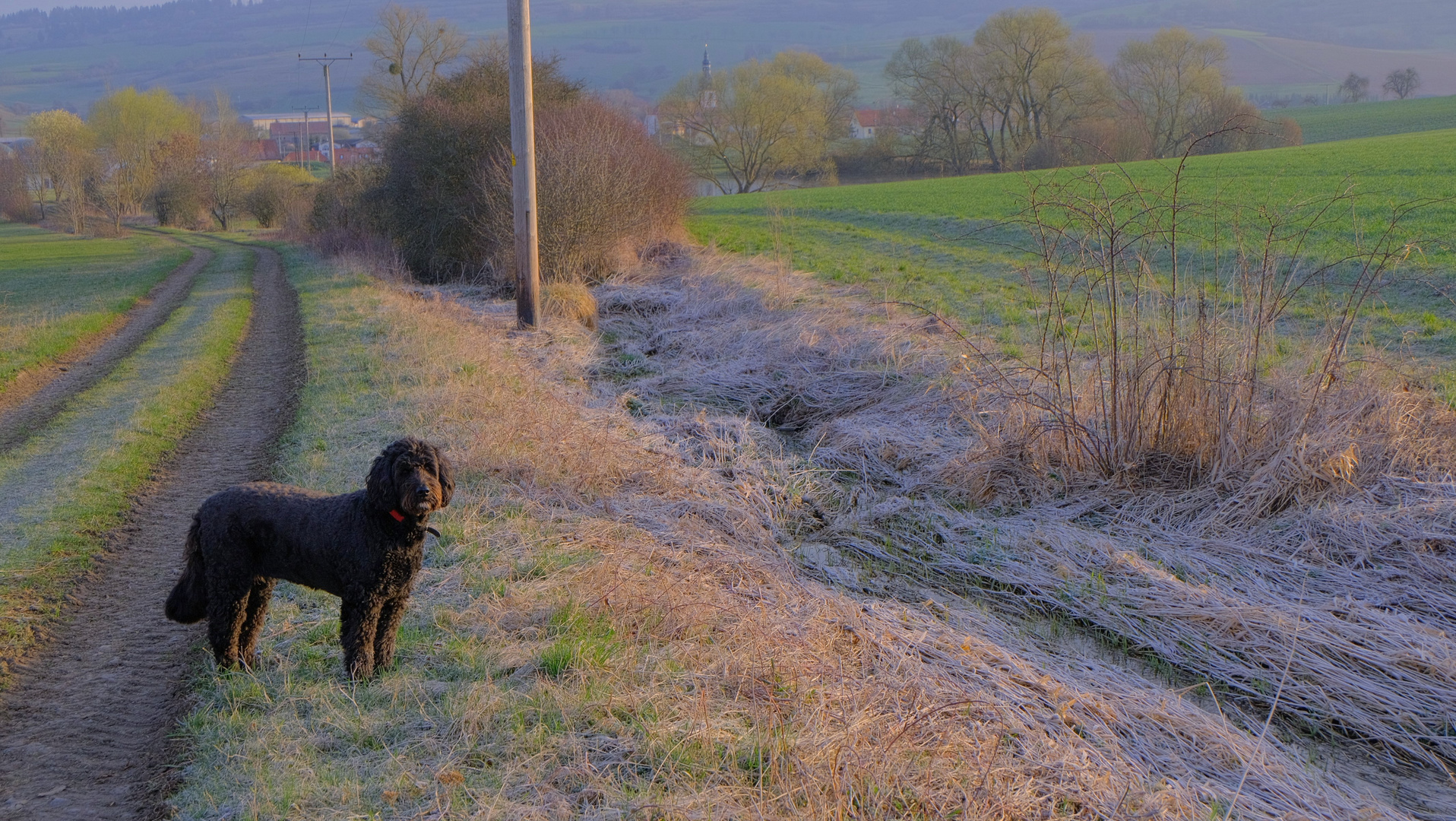 Morgenspaziergang mit Wicky-Emily (paseo de la mañana con Wicky-Emily)